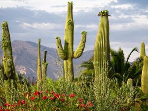 �������: ����� �� �������